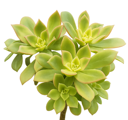 Aeonium Kiwi