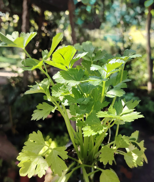 Cilantro