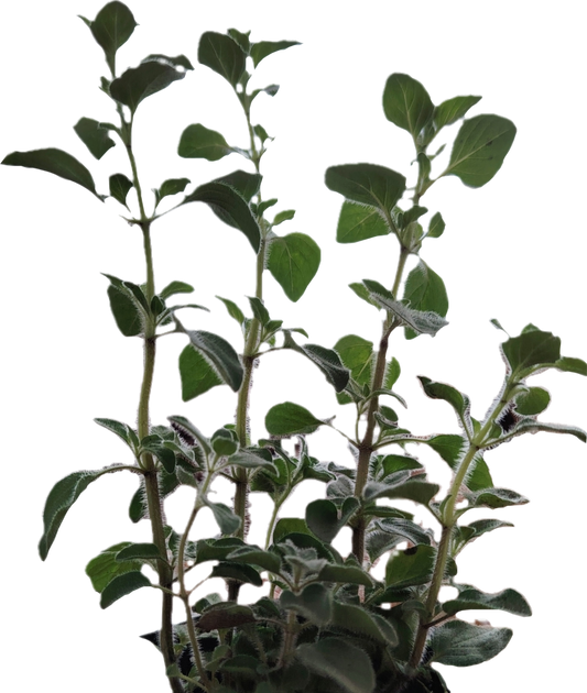 Oregano