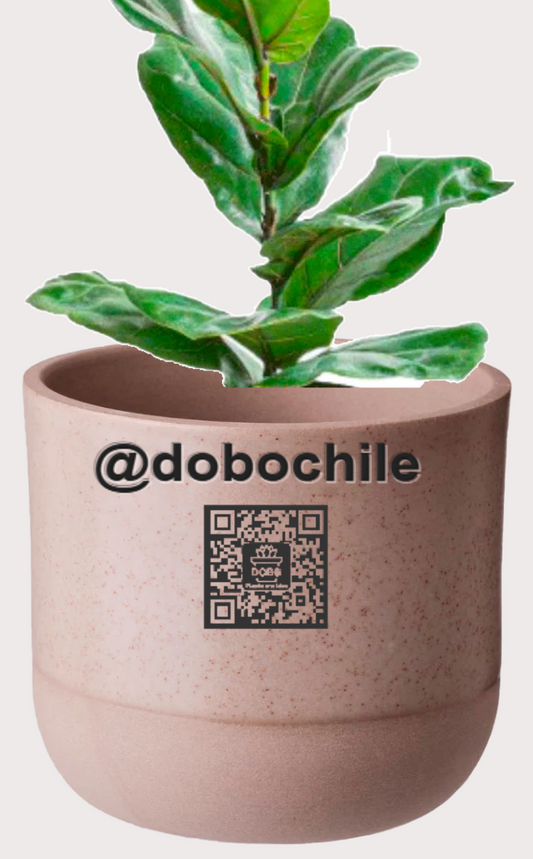 DOBO Ficus Lirata + Maceta1