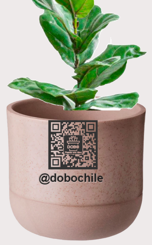 DOBO Ficus Lirata + Maceta1