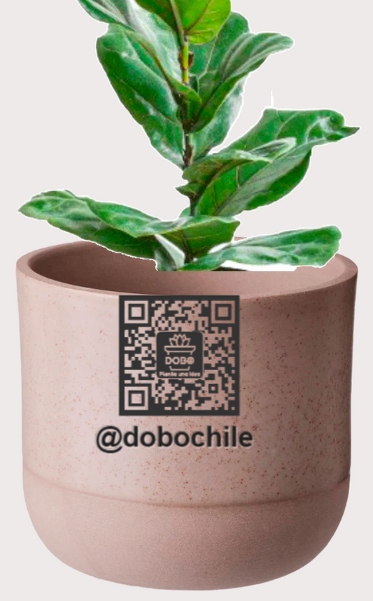 DOBO Ficus Lirata + Maceta1