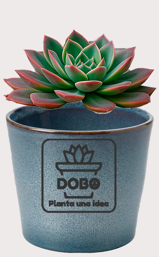DOBO Planta1 + Maceta gres