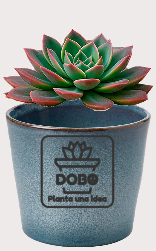 DOBO Planta1 + Maceta gres
