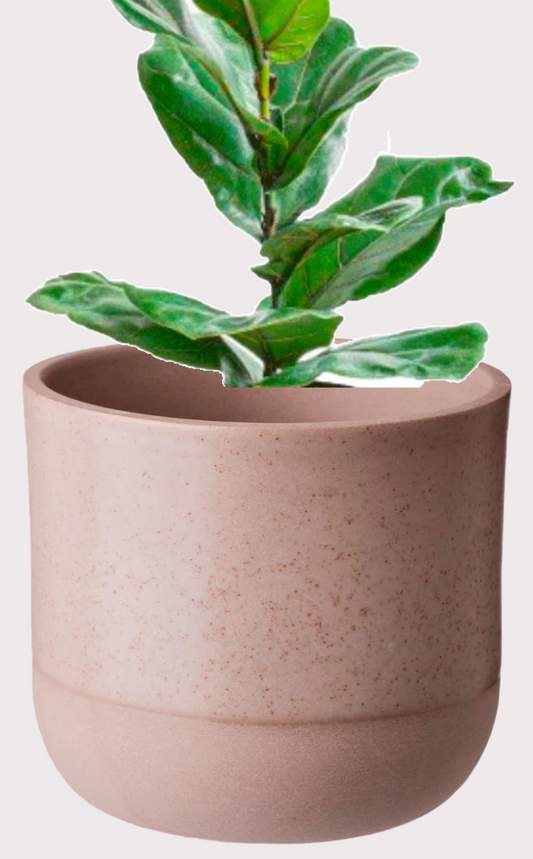 DOBO Ficus Lirata + Maceta1