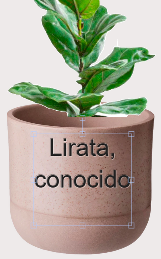 DOBO Ficus Lirata + Maceta1