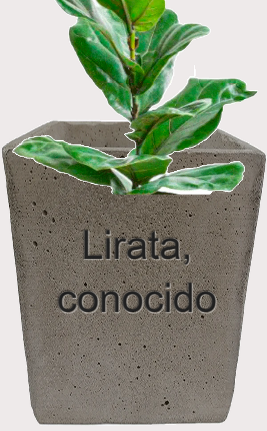 DOBO Ficus Lirata + Maceta10