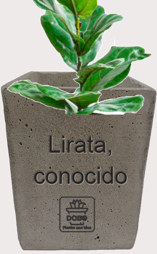 DOBO Ficus Lirata + Maceta10