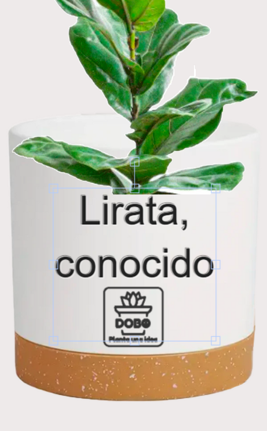 DOBO Ficus Lirata + Maceta14