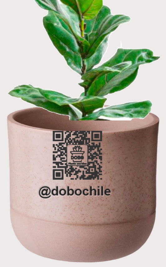 DOBO Ficus Lirata + Maceta1