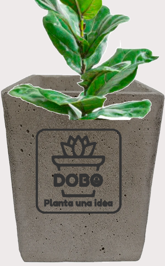 DOBO Ficus Lirata + Maceta10