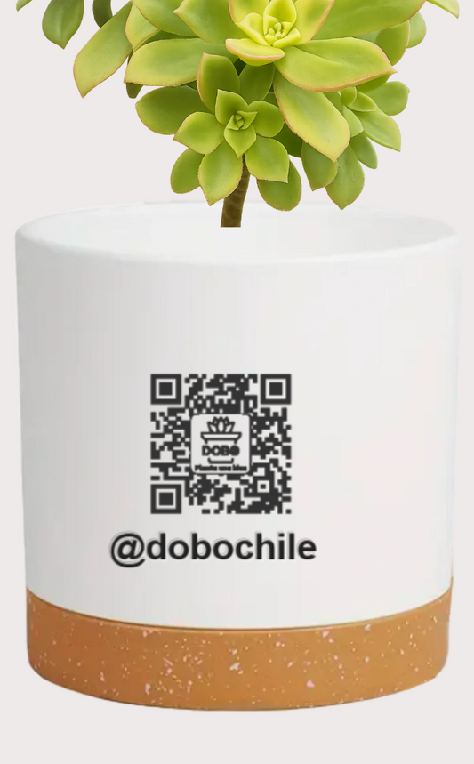 DOBO Aeonium Kiwi + Maceta14