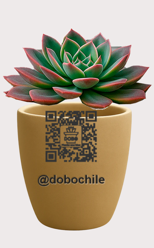 DOBO Planta1 + Maceta15