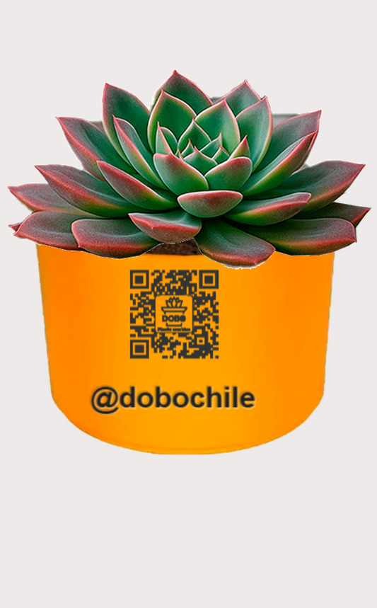 DOBO Planta1 + Maceta Ceramica 18x8x16