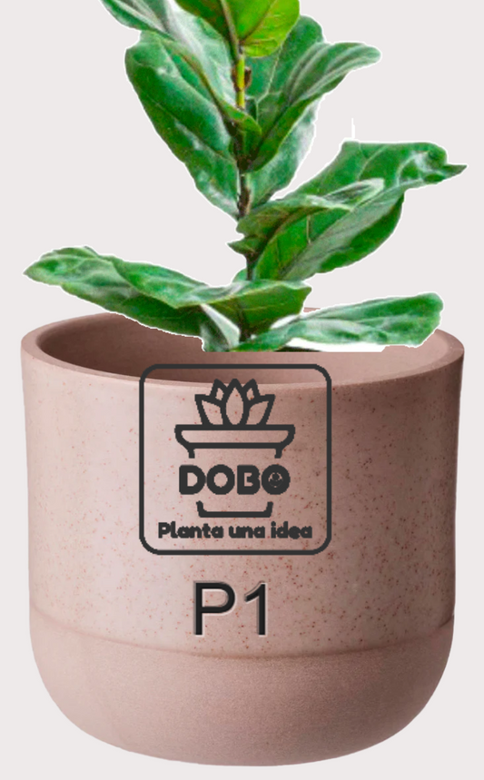 DOBO Ficus Lirata + Maceta1