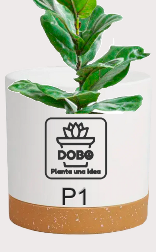 DOBO Ficus Lirata + Maceta14