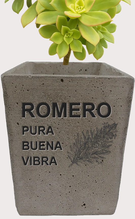 DOBO Aeonium Kiwi + Maceta10