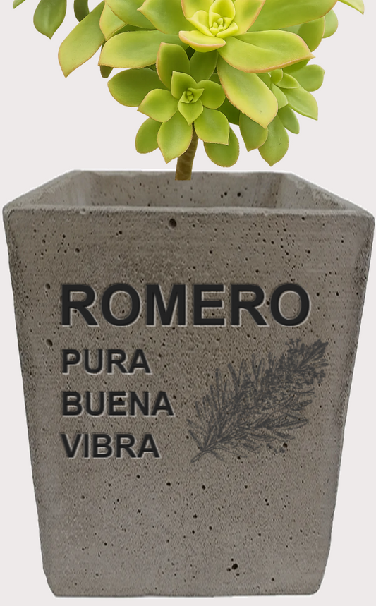 DOBO Aeonium Kiwi + Maceta10