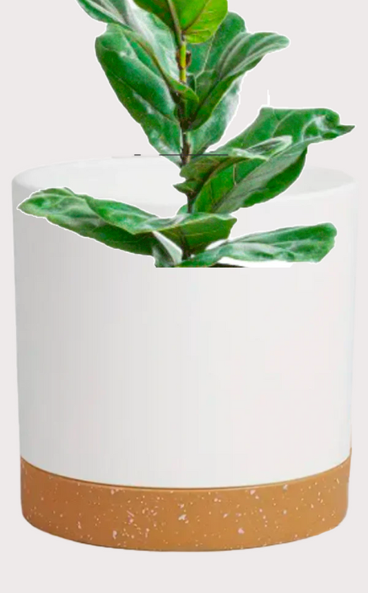 DOBO Ficus Lirata + Maceta14