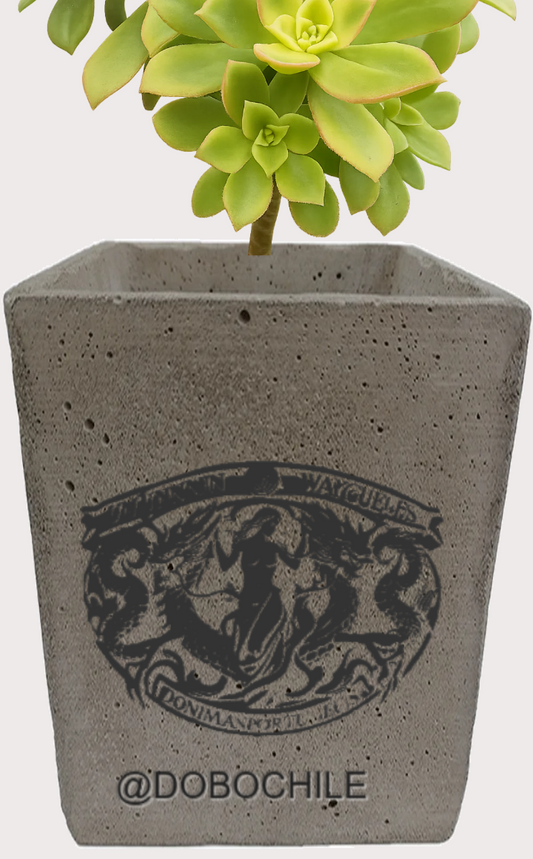 DOBO Aeonium Kiwi + Maceta10