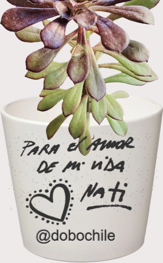 DOBO Aeonium Kiwi_01 + Maceta blanca ceramica 9x10