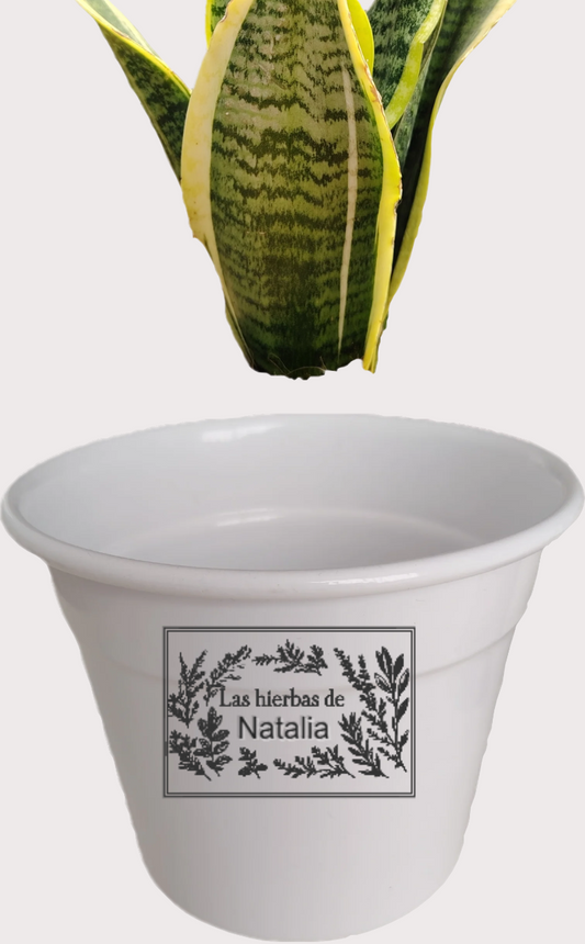 DOBO Lengua + Maceta blanca laton 15x9x14