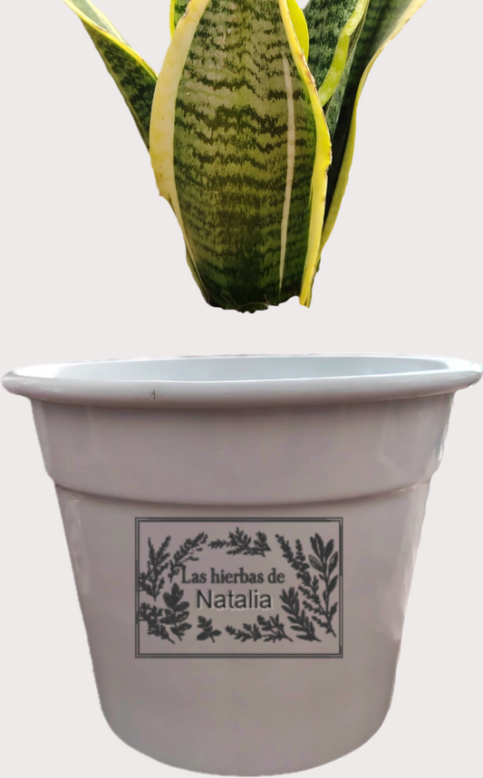 DOBO Lengua + Maceta blanca laton 15x9x14