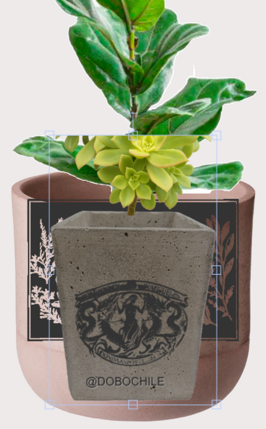 DOBO Ficus Lirata + Maceta1