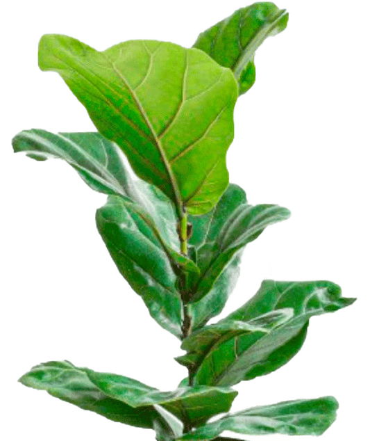 Ficus Lirata