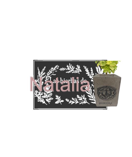 DOBO Ficus Lirata + Maceta1