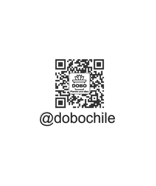 DOBO Aeonium Kiwi + Maceta14