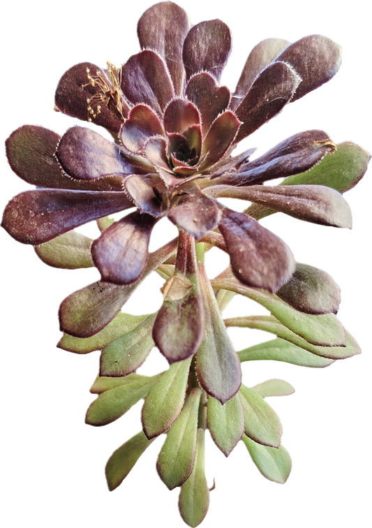 Aeonium Kiwi_01
